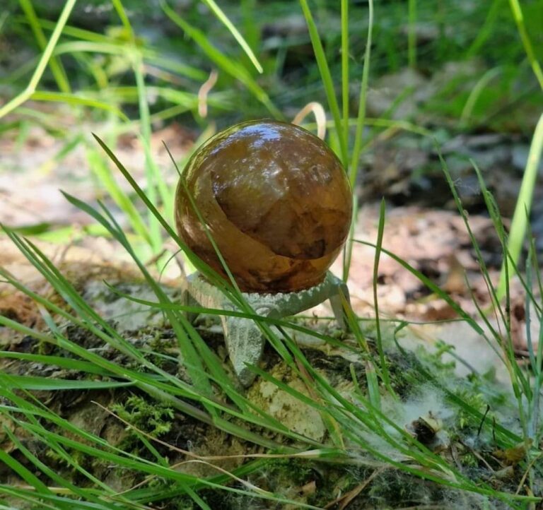 bol in de tuin